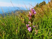 51 Gentianella anisodonta - Genzianella anisodonta baciata dal sole